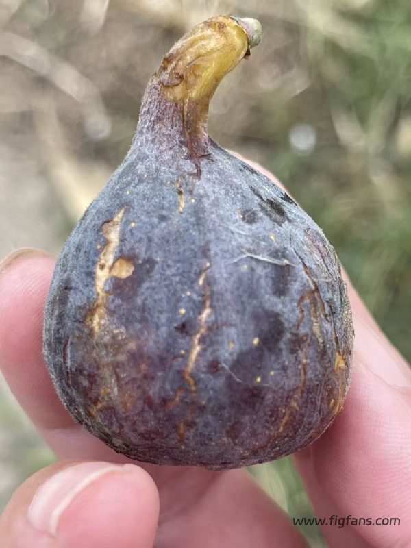 小果迷-种植爱好者交流互动平台