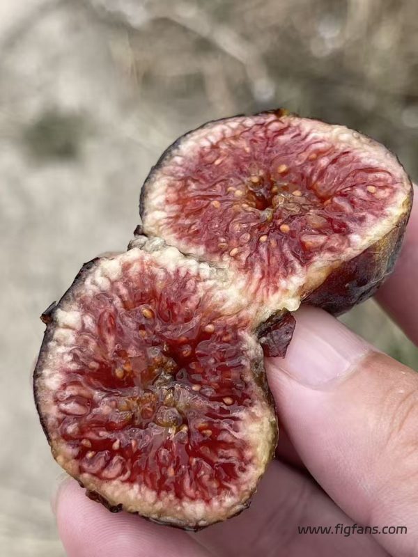 小果迷-种植爱好者交流互动平台