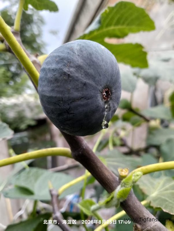 小果迷-种植爱好者交流互动平台