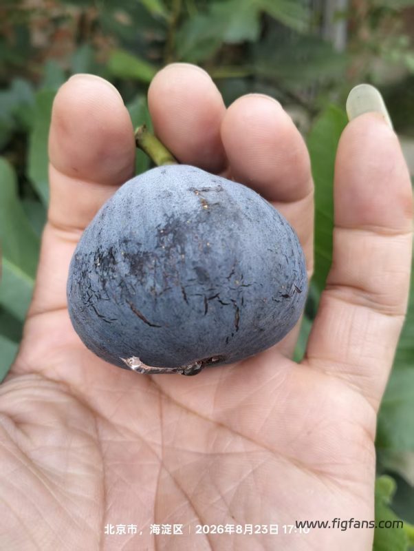 小果迷-种植爱好者交流互动平台