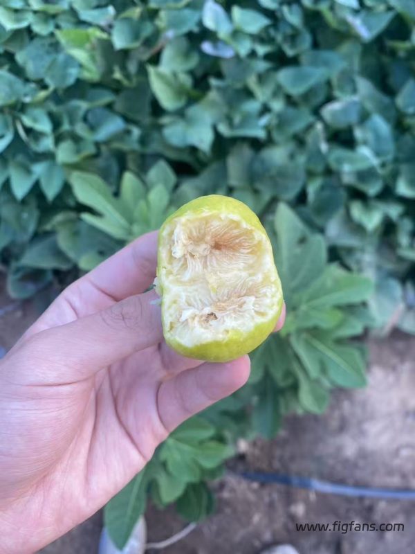 小果迷-种植爱好者交流互动平台