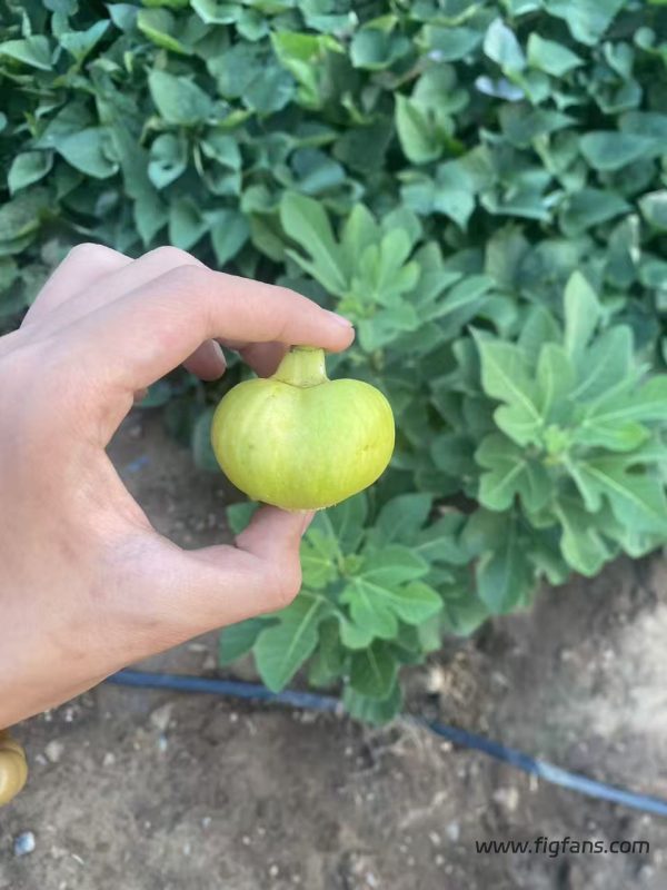 小果迷-种植爱好者交流互动平台