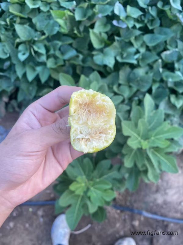 小果迷-种植爱好者交流互动平台