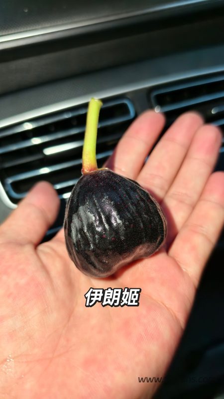 伊朗姬无花果-小果迷