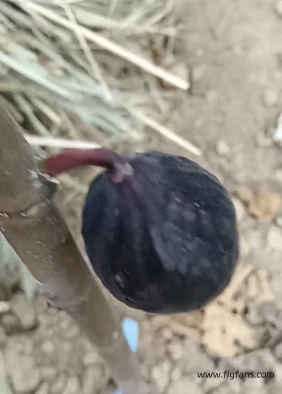 小果迷-种植爱好者交流互动平台