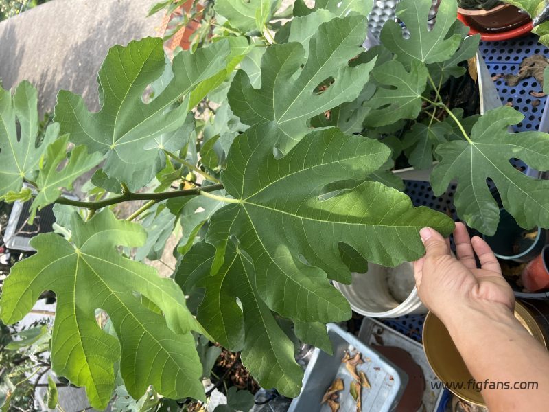 小果迷-种植爱好者交流互动平台