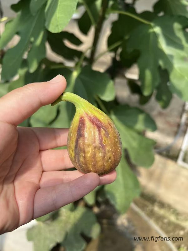 小果迷-种植爱好者交流互动平台