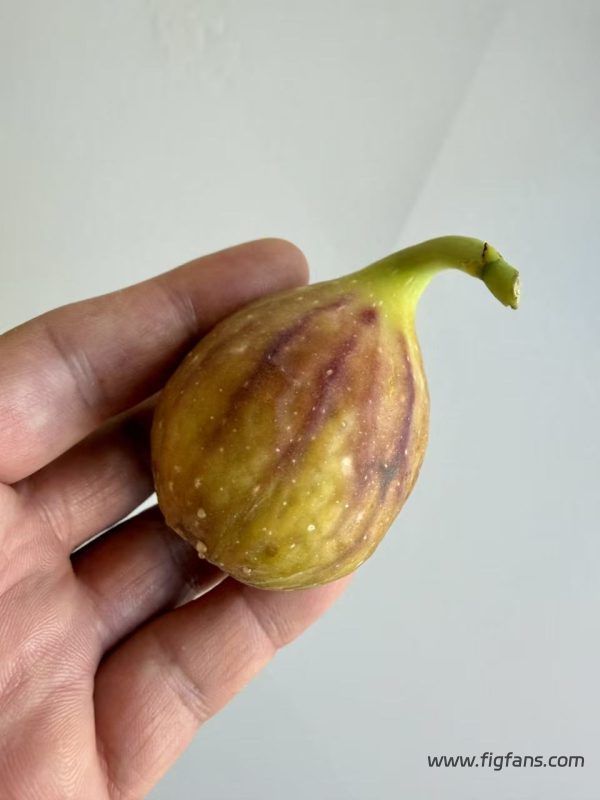 小果迷-种植爱好者交流互动平台