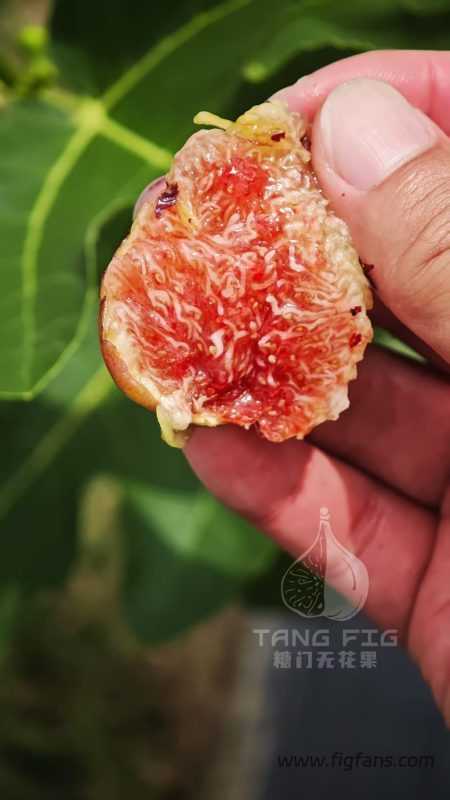 红纹/红色条纹 Rossa Striato(实拍糖门,蓝天弧线)-小果迷