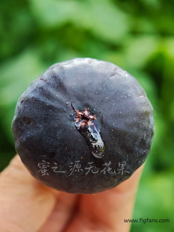 小果迷-种植爱好者交流互动平台