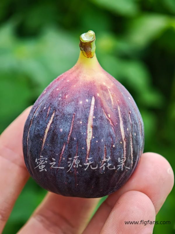 小果迷-种植爱好者交流互动平台