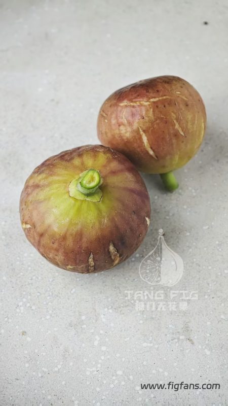 小果迷-种植爱好者交流互动平台