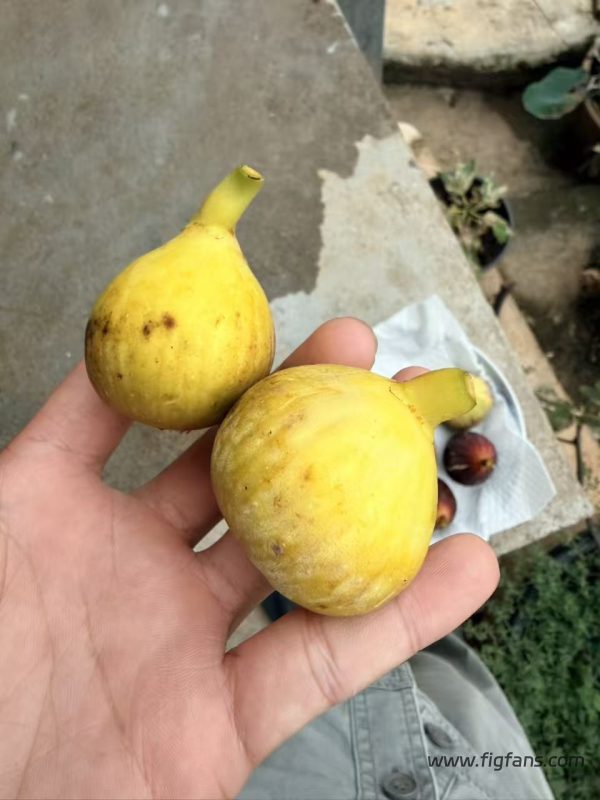 小果迷-种植爱好者交流互动平台
