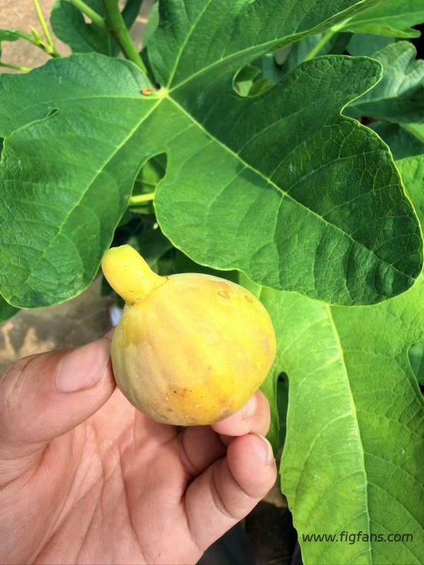 小果迷-种植爱好者交流互动平台