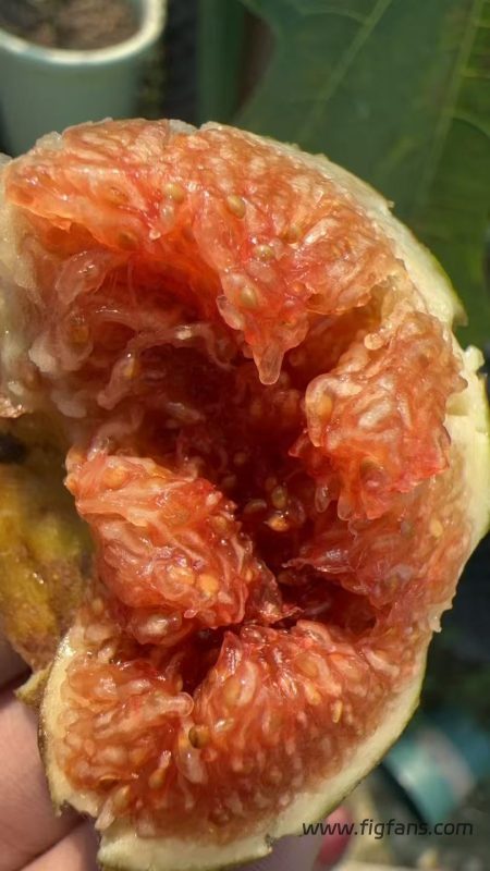 小果迷-种植爱好者交流互动平台