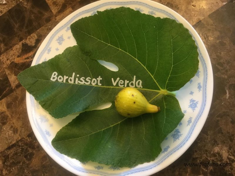 图片[2]-绿布索 Bordissot Verda MP-小果迷