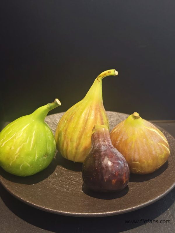 小果迷-种植爱好者交流互动平台