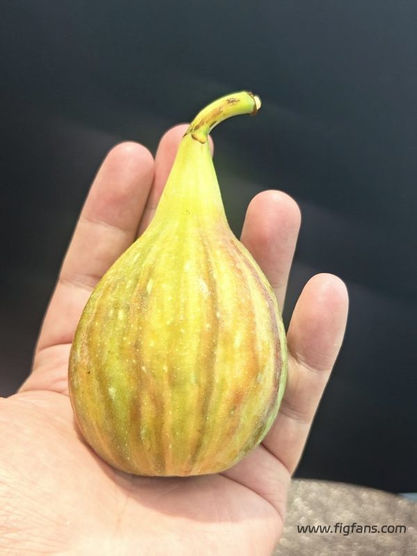 花皮大芭（实拍图来自摆渡人）-小果迷