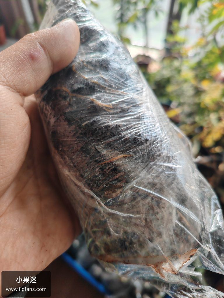 哈哈哈哈-小果迷