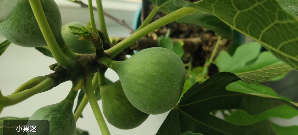 66测试app-小果迷