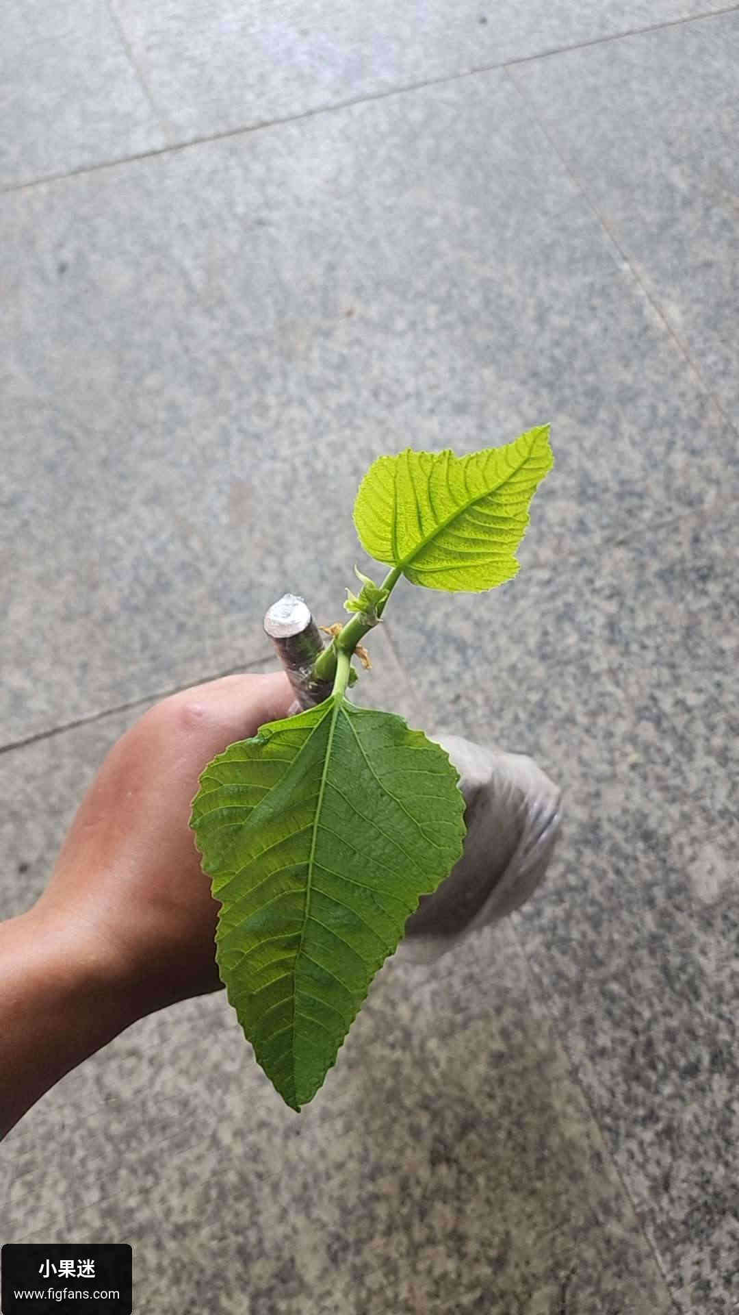 测试222222222222-小果迷